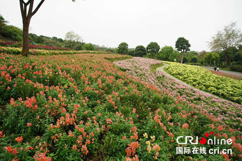 廣西南寧：春日花開醉邕城（組圖）