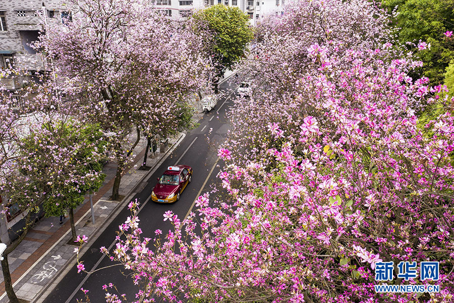 “酸雨之都” 變身“宜居花城”——一座西部工業城市的華麗嬗變