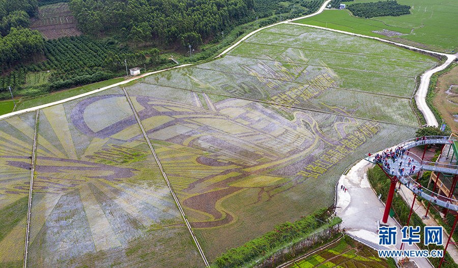 廣西賓陽：創意稻田畫帶動鄉村旅遊