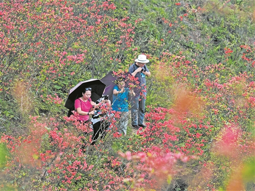 廣西：元寶山上杜鵑紅