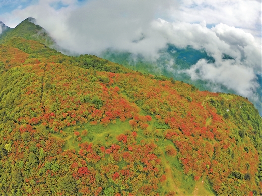 廣西：元寶山上杜鵑紅