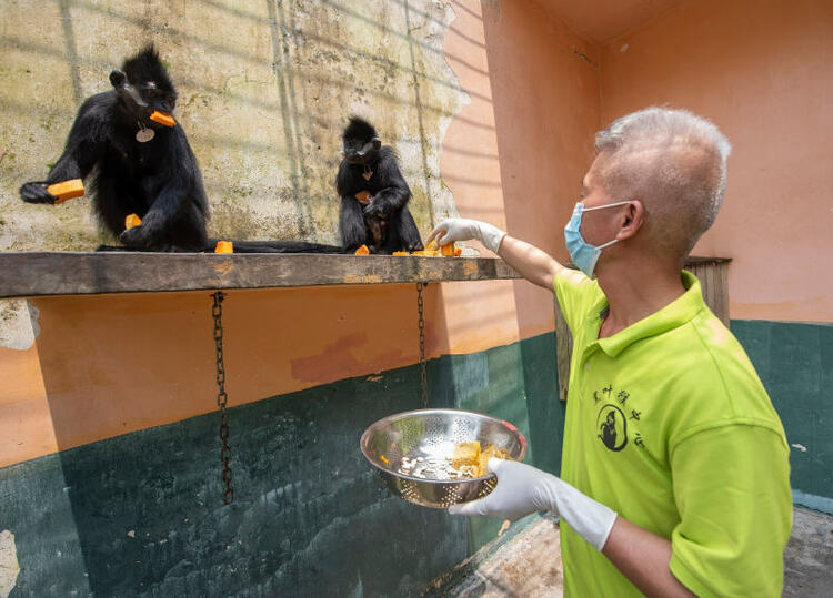 廣西梧州：人工繁殖黑葉猴喜添丁