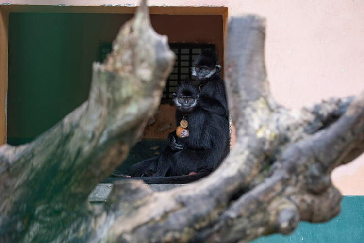 廣西梧州：人工繁殖黑葉猴喜添丁