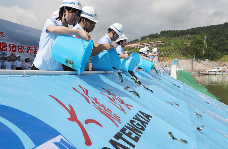 大藤峽水利樞紐增殖放流魚苗170萬尾