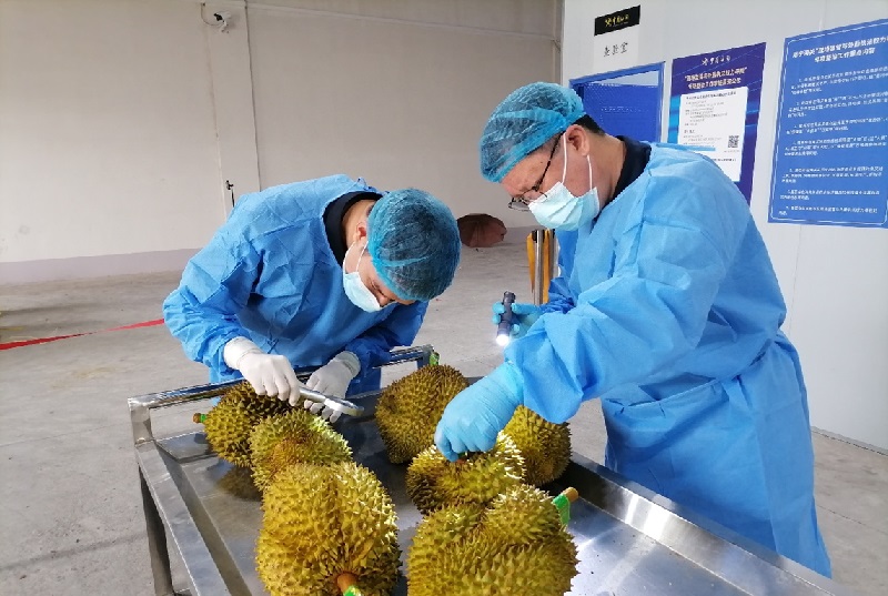 廣西憑祥鐵路口岸今年進口東南亞水果破萬噸大關