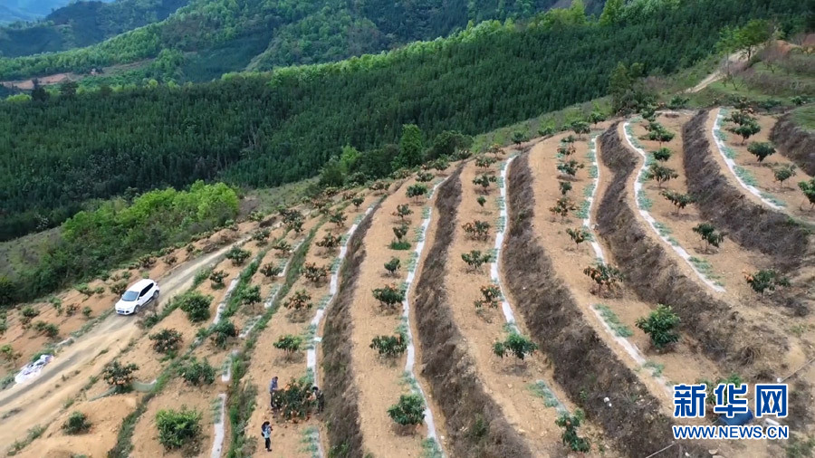 航拍：“金枇杷”點亮致富路