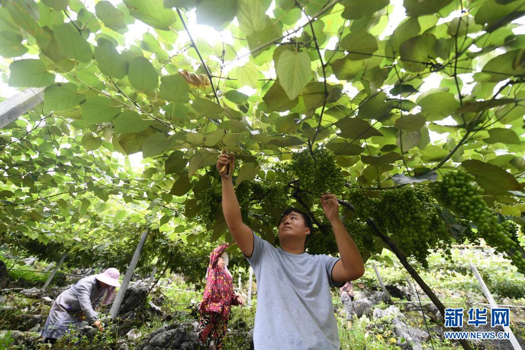 廣西：走好生態脫貧路 讓荒山披綠窮嶺生金