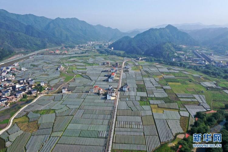 廣西：走好生態脫貧路 讓荒山披綠窮嶺生金