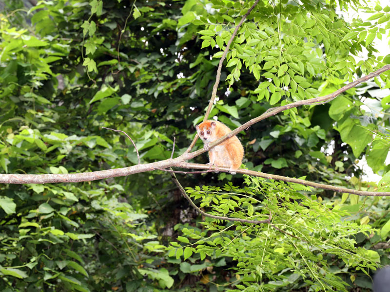 廣西放歸國家一級保護野生動物蜂猴和倭蜂猴