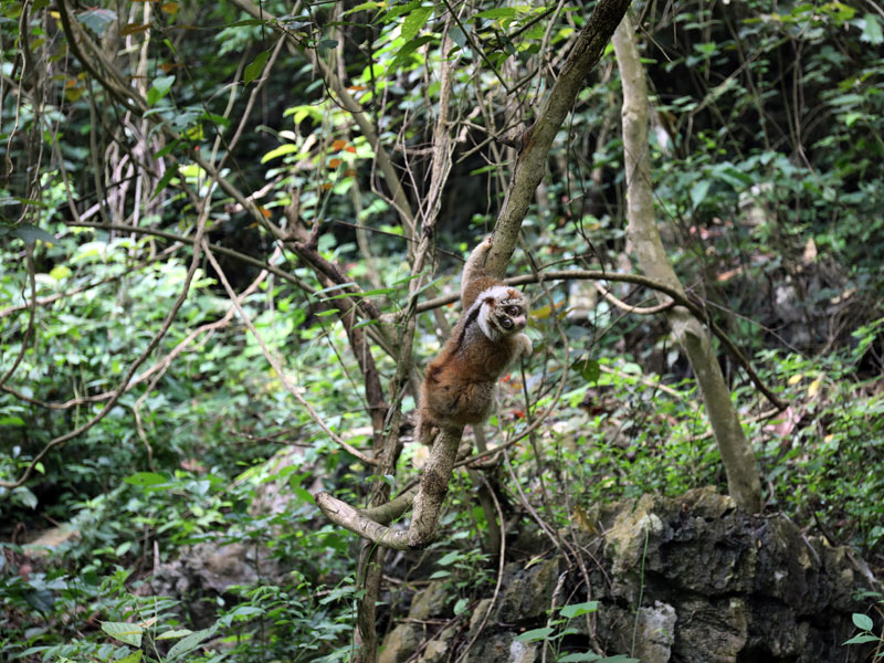 廣西放歸國家一級保護野生動物蜂猴和倭蜂猴