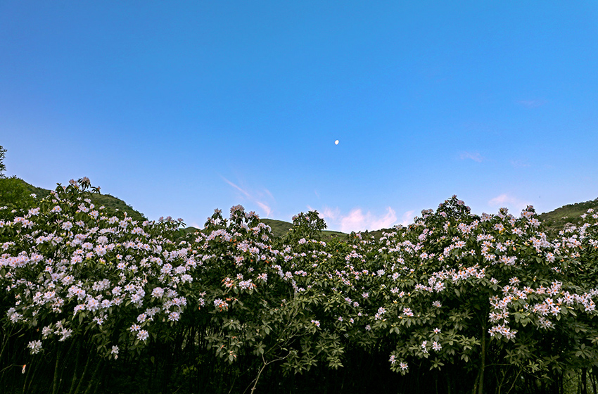 廣西橫縣：杜鵑花開好風光