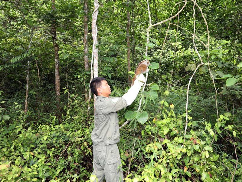 廣西放歸國家一級保護野生動物蜂猴和倭蜂猴