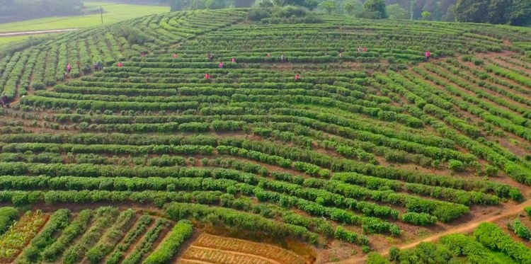 【ok】玉林興業縣：扶貧茶香飄滿山