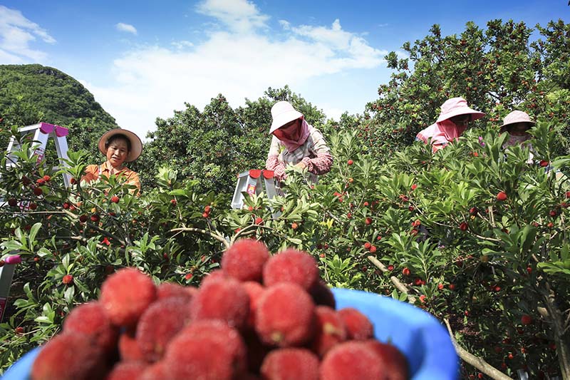 廣西富川：楊梅果紅綴枝頭 農旅融合促增收