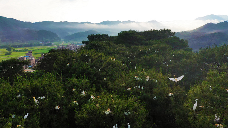 廣西鍾山：鷺鳥棲息結隊行 綠水青山寄衷情