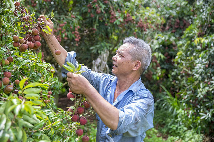 廣西欽州荔枝迎來豐收年 産量達42萬噸