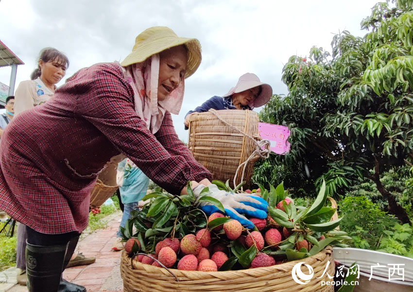 廣西貴港：荔枝香飄四方 鄉村振興有奔頭