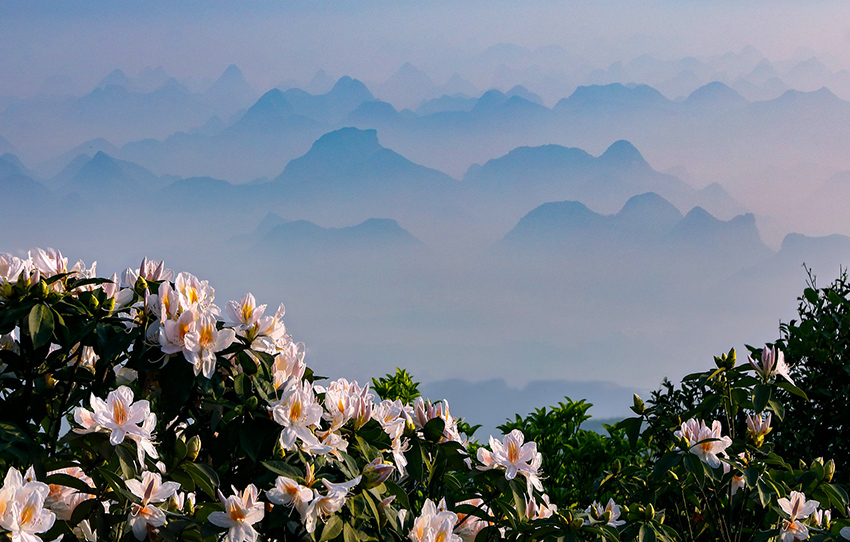 廣西橫縣：杜鵑花開好風光