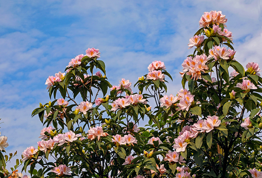 廣西橫縣：杜鵑花開好風光