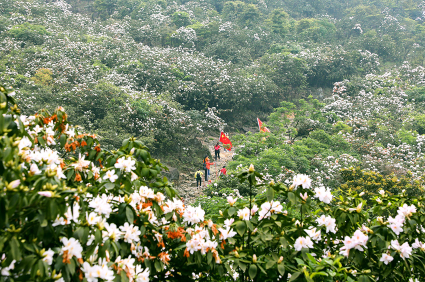 廣西橫縣：杜鵑花開好風光