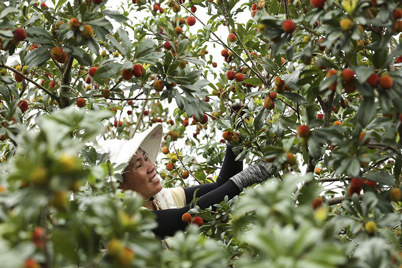 廣西富川：楊梅果紅綴枝頭 農旅融合促增收