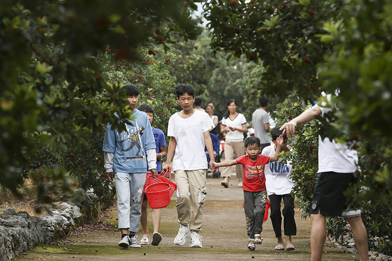 廣西富川：楊梅果紅綴枝頭 農旅融合促增收