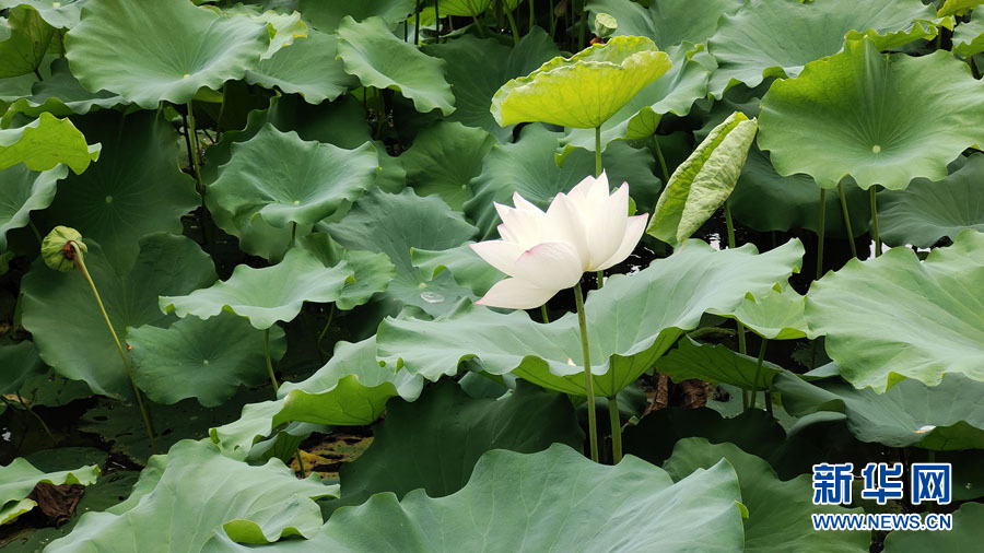 南寧：夏雨打荷花更艷