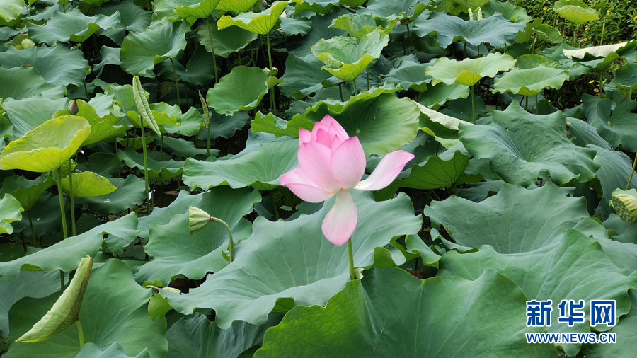 南寧：夏雨打荷花更艷