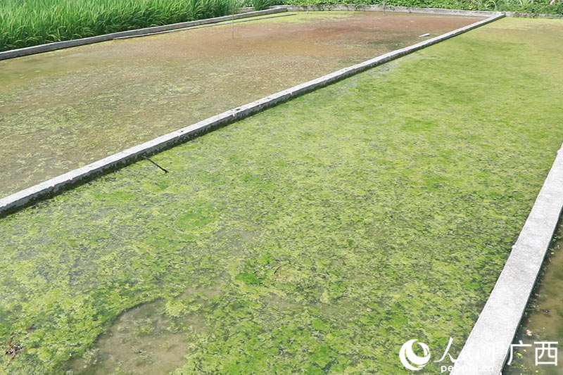 廣西大新縣念典村：稻田養螺嘗甜頭 鄉村振興有奔頭