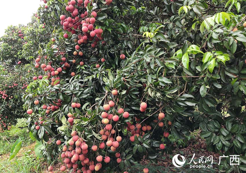 廣西貴港：荔枝香飄四方 鄉村振興有奔頭