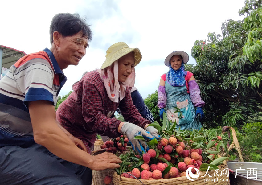 廣西貴港：荔枝香飄四方 鄉村振興有奔頭