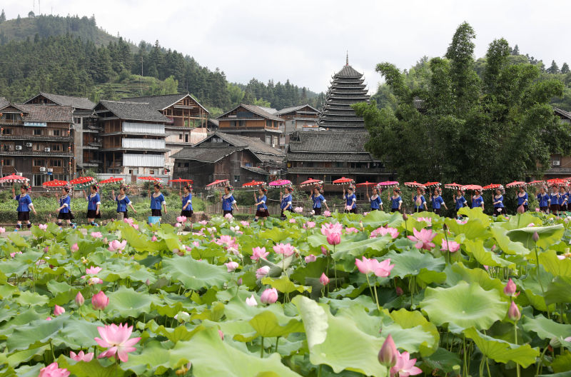 廣西三江：荷花綻放引客來