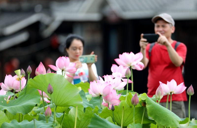 廣西三江：荷花綻放引客來