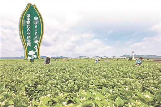 廣西橫縣： 茉莉花都紅潮涌 立市立行開新局