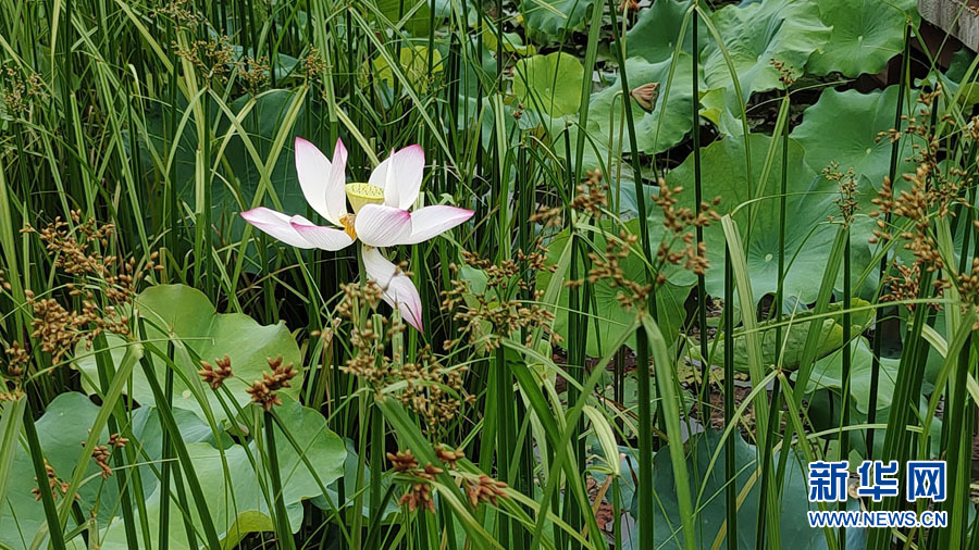 南寧：夏雨打荷花更艷