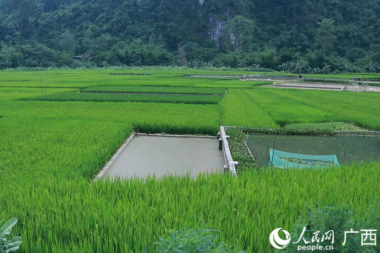 廣西大新縣念典村：稻田養螺嘗甜頭 鄉村振興有奔頭