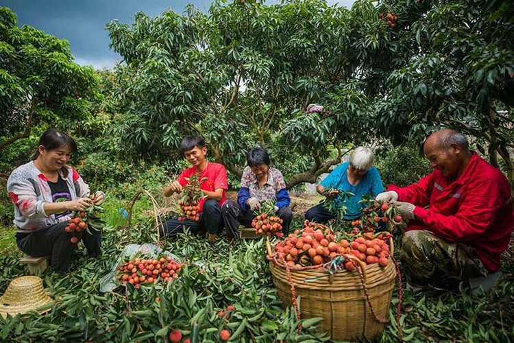 廣西容縣祖立村：荔枝豐收果農歡樂