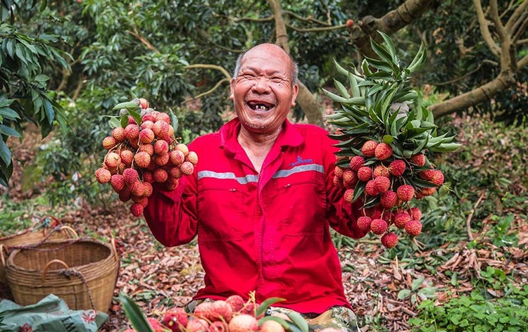 廣西容縣祖立村：荔枝豐收果農歡樂