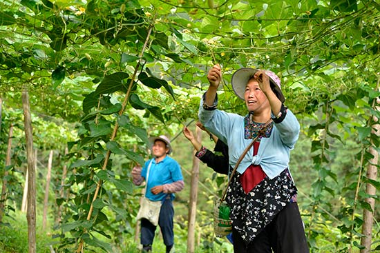 廣西三江：種植羅漢果 産業助振興