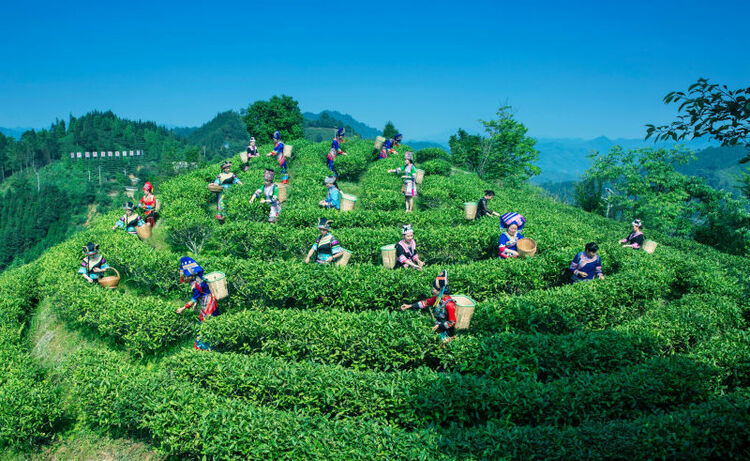 廣西西林：一片茶葉致富千萬家