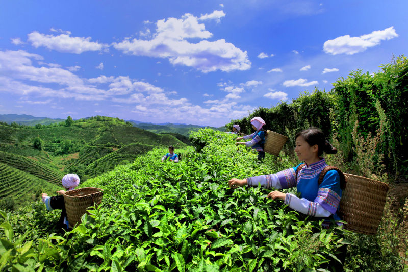 廣西西林：一片茶葉致富千萬家