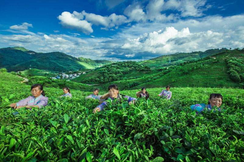 廣西西林：一片茶葉致富千萬家