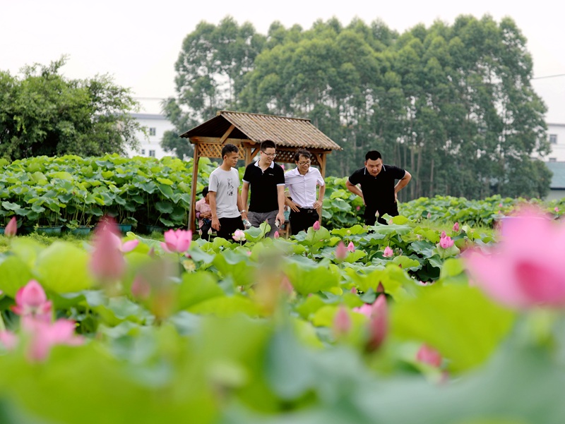 廣西貴港：荷花盛開喜迎客