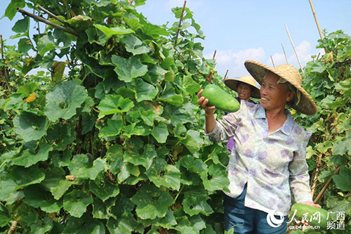 粵港澳“菜籃子”如何織成