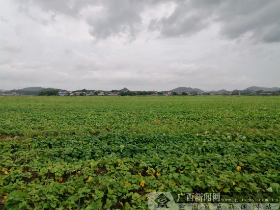 欽州市欽南區海紅薯産業帶動農戶增收超1000萬元