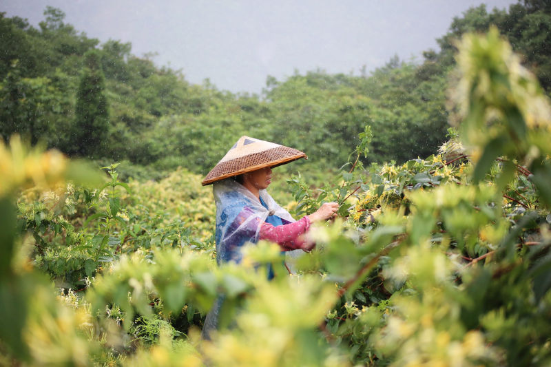 廣西資源：金銀花飄香 村民採摘忙