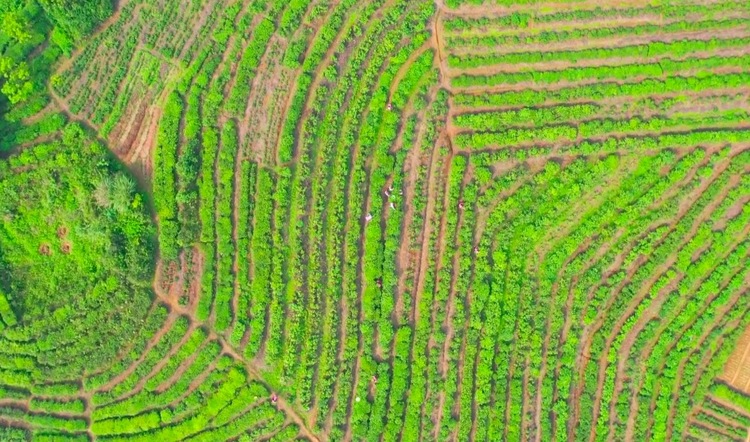 【廣西原創】玉林興業縣：老茶樹換新“錢”景