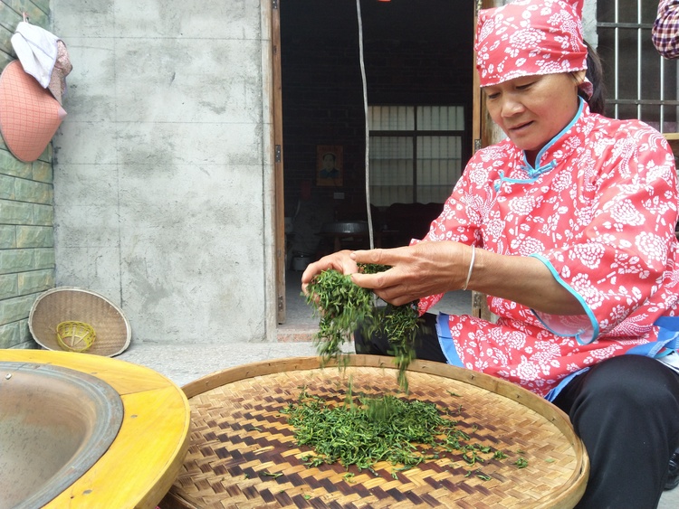 【廣西原創】玉林興業縣：老茶樹換新“錢”景