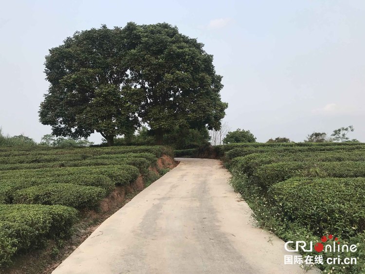 【廣西原創】玉林興業縣：老茶樹換新“錢”景