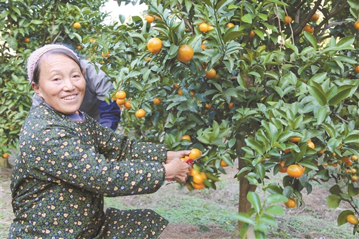 廣西：鄉村風貌大變樣 特色産業前景闊